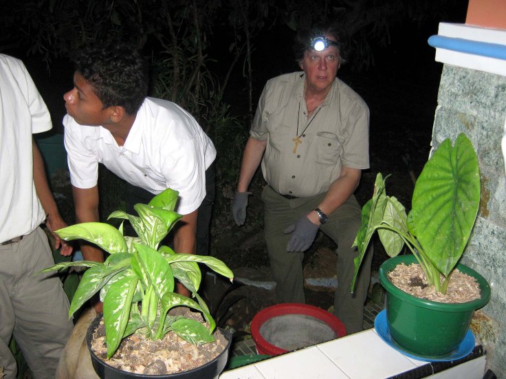 A cool time in the tropics to garden (1 June 2013)