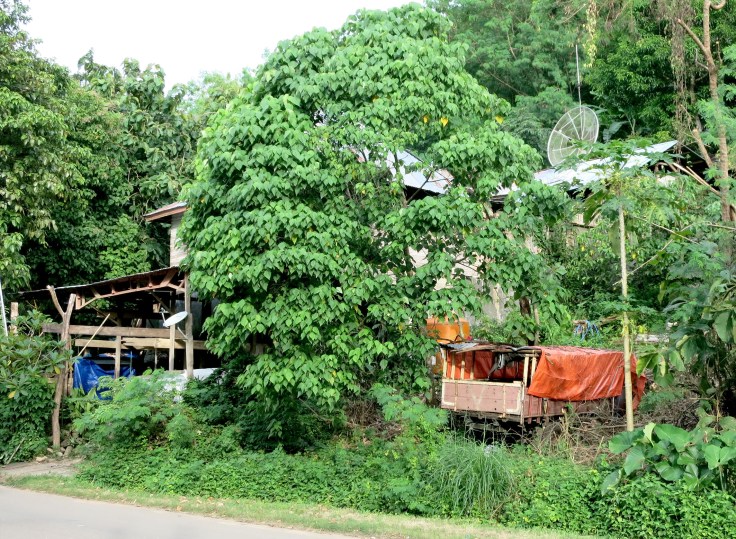 A local shanty in the forest with a television dish of course!