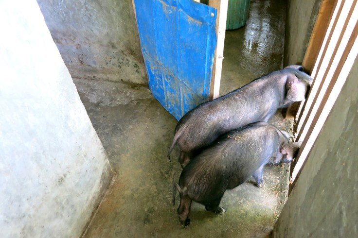 The monastery has some new piglets