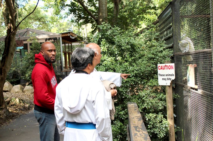 Admiring Sulphur-Crested Cockatoos