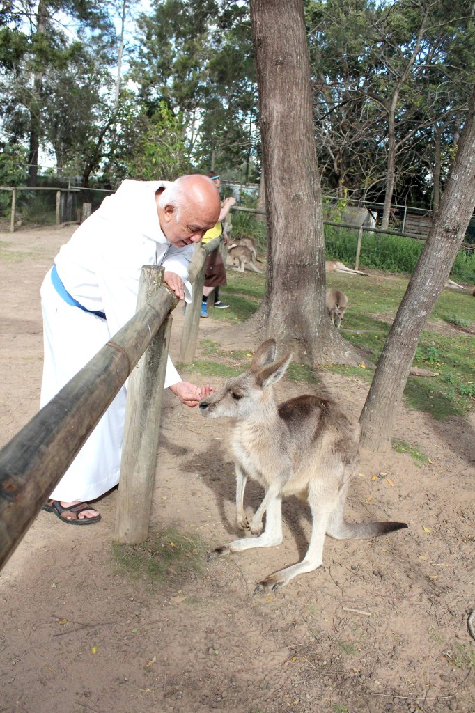 Feeding the kangaroos