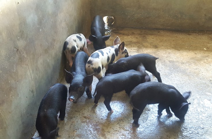 12. Piglets