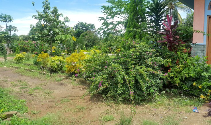 5. Plants grow very well in the tropics