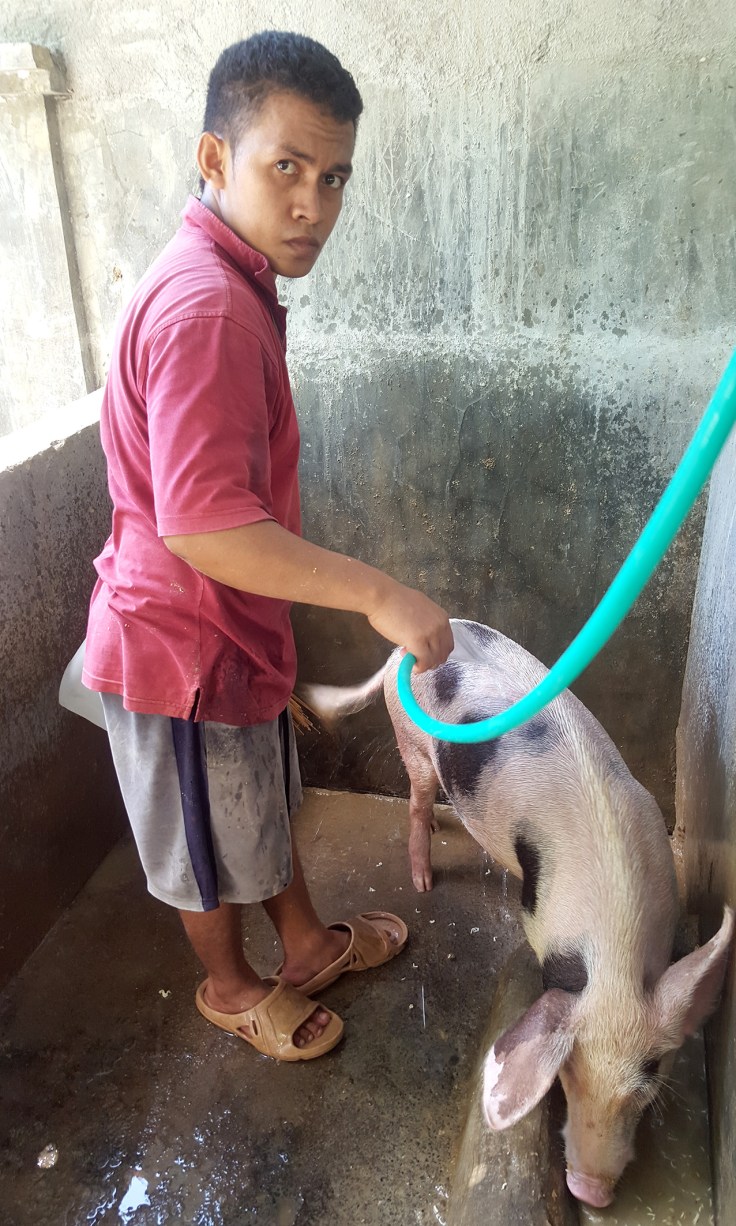 8. The pigs are looked after well