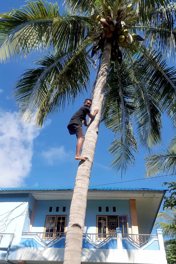 14. Collecting coconuts