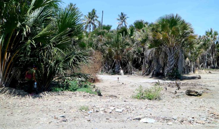 3-palm-groves-behind-the-beach-west-of-dili