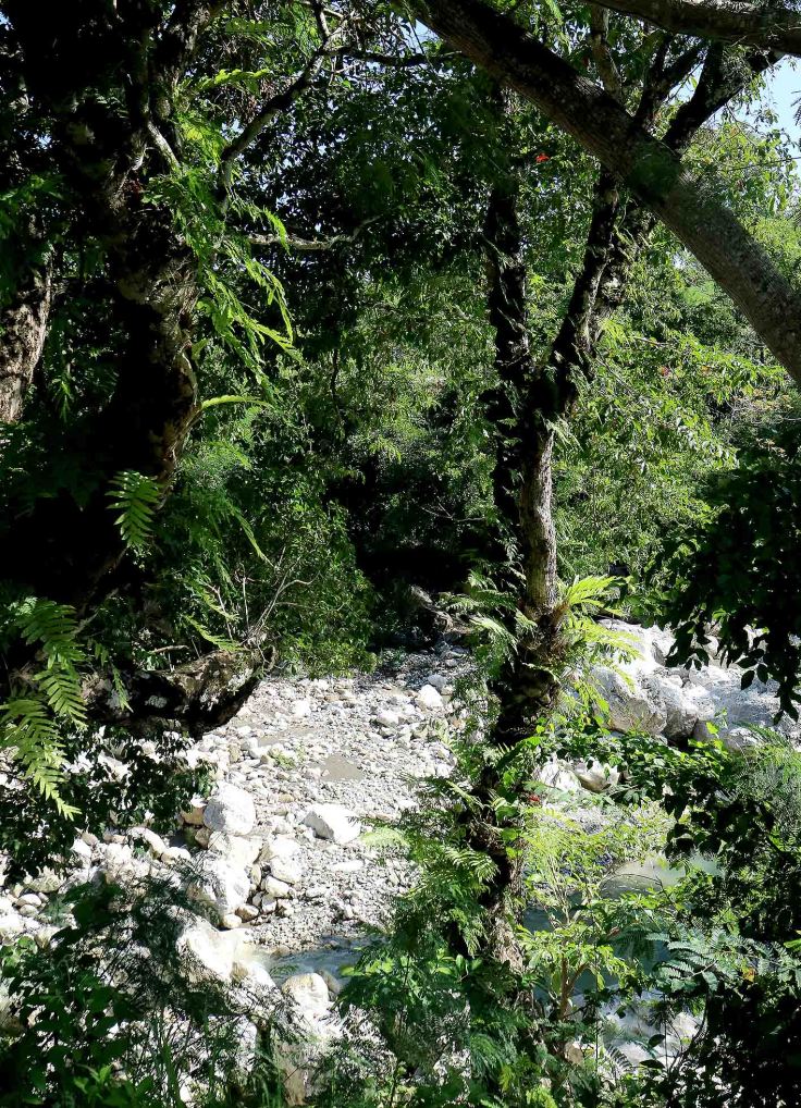 in-this-area-epiphytes-festoon-many-of-the-trees
