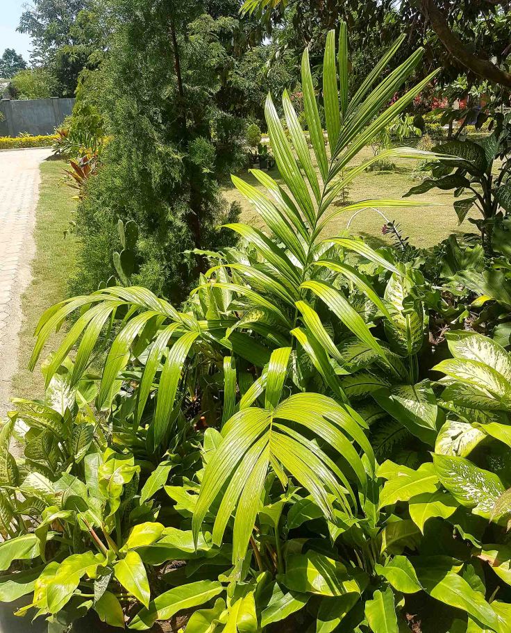 10-a-young-salak-palm-salak-is-a-very-nice-fruit