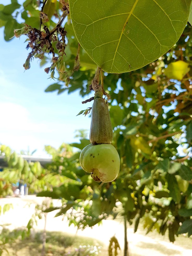 11-a-young-cashew-nut-on-the-tree-at-the-monastery