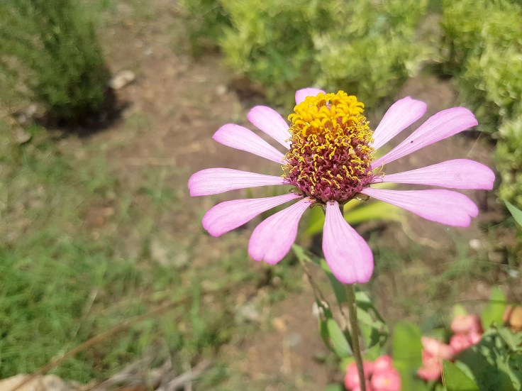 12-echinacea-flower-in-the-garden