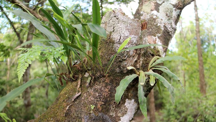 13-a-minor-distraction-of-mine-looking-at-the-amazing-ferns-on-the-brothers-property