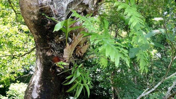 14-orchids-and-elkhorns-as-well