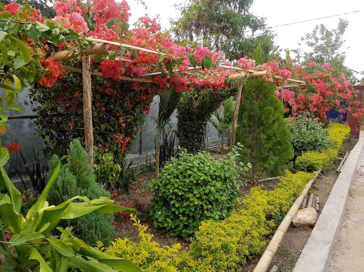 2-bouganvilleas-grow-well-here