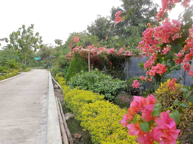 19. The monastery bouganvilleas are really impressive