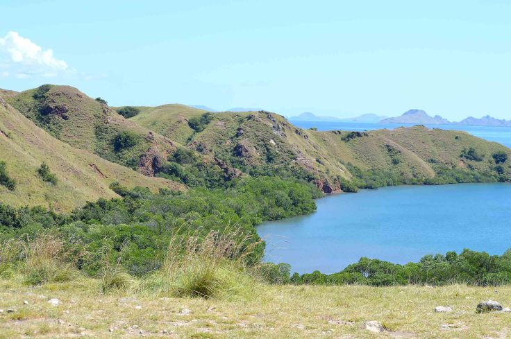 14. Overlooking the bay on Rinca