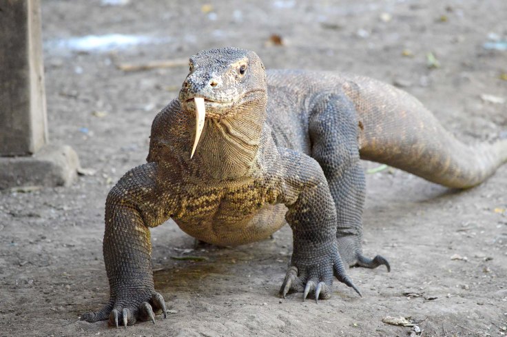 15. Komodo Dragon